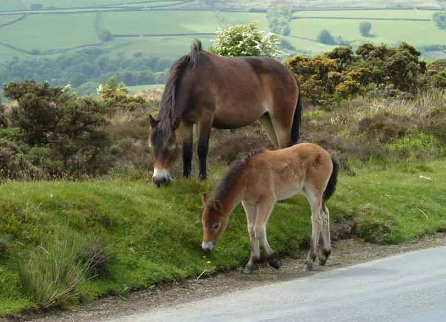 Exmoor Ponies